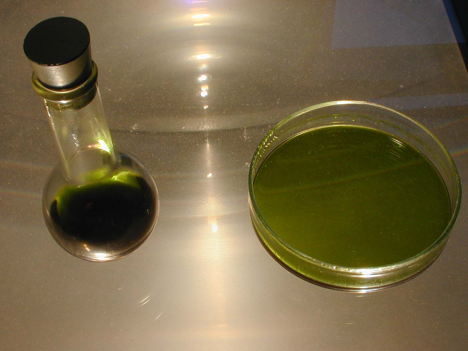 chlorophylle petri.JPG (116482 octets)