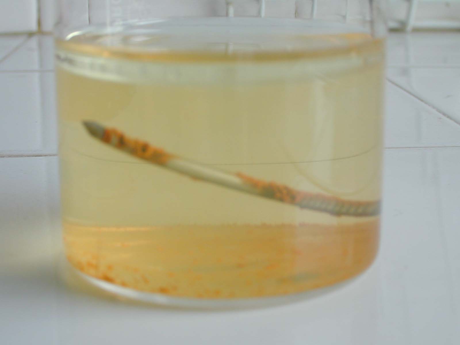 clous becher2.JPG (52421 octets)